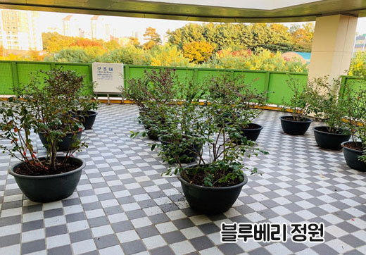 블루베리 정원 이미지